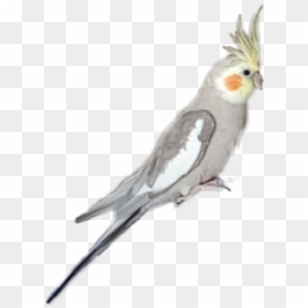 #cockatiel #parrot - Cockatiel, HD Png Download - cockatiel png