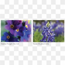 Texas Bluebonnet, HD Png Download - bluebonnets png