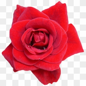 Transparent Background Red Flower Png, Png Download - rose png