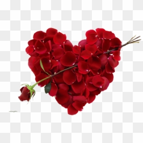 Valentines Day, HD Png Download - rose png