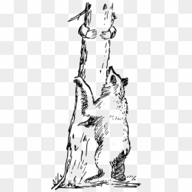 Bear Climbing Tree Drawing, HD Png Download - chasing png