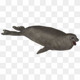 Harbor Seal, HD Png Download - elephant seal png