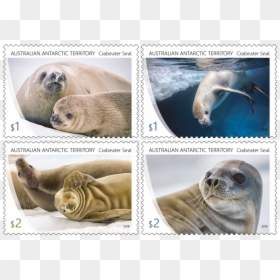 Crabeater Seal In Stamps, HD Png Download - elephant seal png