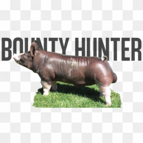 Domestic Pig, HD Png Download - bounty hunter png
