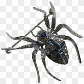 Araneus, HD Png Download - wolf spider png