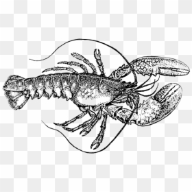 Lobster - Lobster Black And White, HD Png Download - larry the lobster png