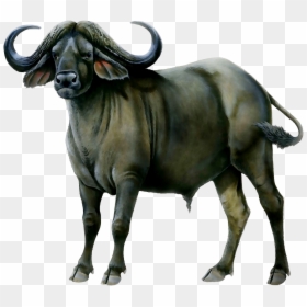 Water Buffalo American Bison African Buffalo Portable - African Buffalo White Background, HD Png Download - m.bison png