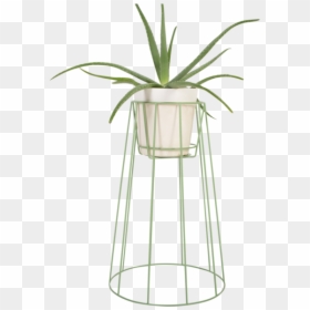 Large Sea Green - Houseplant, HD Png Download - sea plant png