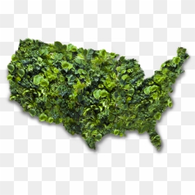 Market Revolution Us Map, HD Png Download - sea plant png