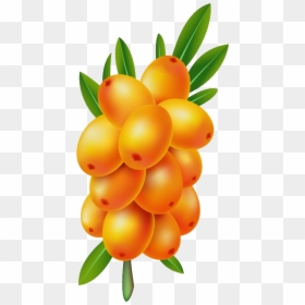Sea Buckthorn Png - Sea Buckthorn Clipart, Transparent Png - sea plant png