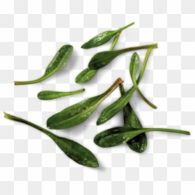 Lamsoren - Lamsoor Recept, HD Png Download - sea plant png