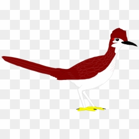 Coyote And The Road Runner Clip Art - Roadrunner Bird Clipart Running, HD Png Download - red feather png