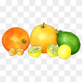 Watercolor Citrus, HD Png Download - watercolor pumpkin png