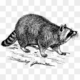 Transparent Raccoon Clipart - Raccoon Clipart Black And White, HD Png Download - raccoon face png