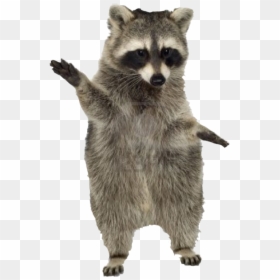 Rac Freetoedit - Raccoon Transparent Png, Png Download - raccoon face png