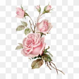 #roses #flowers #flores #rosas #aesthetic #vintage - Pink Roses Transparent Background, HD Png Download - flores rosas png