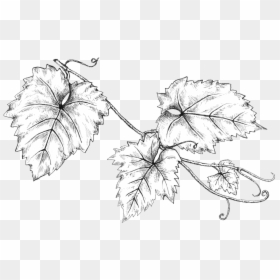 Grapeleaves Linedrawing - Line Art, HD Png Download - grape leaf png