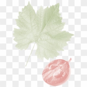 Grape, HD Png Download - grape leaf png