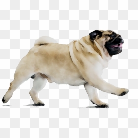 Puggle Dog Breed Beagle Companion Dog - Transparent Pug Png, Png Download - pug.png