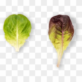 Chard, HD Png Download - lettuce leaf png