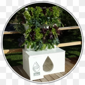 Flowerpot, HD Png Download - lettuce leaf png