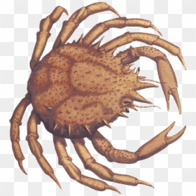 King Crab,decapoda,animal Source Foods - Fresh Crab, HD Png Download - crab claw png