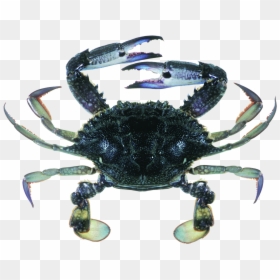 Blue Swimmer Crab, HD Png Download - crab claw png