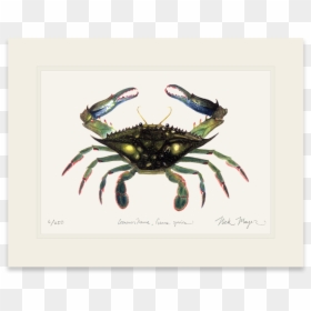 Blue Crab, Claws In - Dungeness Crab, HD Png Download - crab claw png