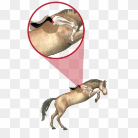 Comparison 01 01 - Illustration, HD Png Download - horse saddle png