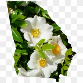 Georgia - Rosa Canina, HD Png Download - white rose bush png
