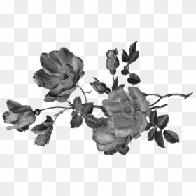 Garden Roses, HD Png Download - white rose bush png