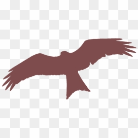 Powys, HD Png Download - eagle outline png