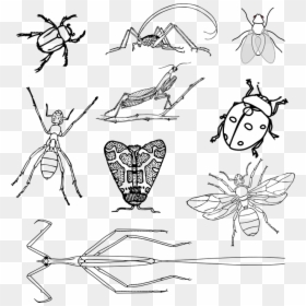 Insects Clipart Black And White, HD Png Download - bee outline png