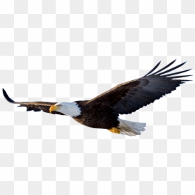 Eagle Flight Bird - Eagle Png Transparent, Png Download - eagle outline png
