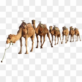 Transparent Camel Clipart - Transparent Camel Png, Png Download - camel clipart png