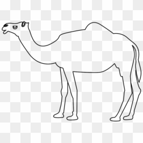Desert Animals Camel Drawing, HD Png Download - camel clipart png