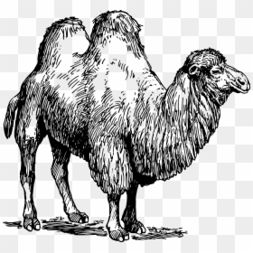 Types Of Animal Fibres, HD Png Download - camel clipart png