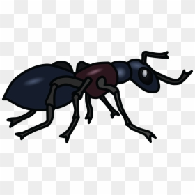 Transparent Ant Clipart - Black And White Ant Clip Art, HD Png Download - ant clipart png