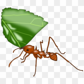 Transparent Ant Clip Art - Leaf Cutter Ant Clip Art, HD Png Download - ant clipart png