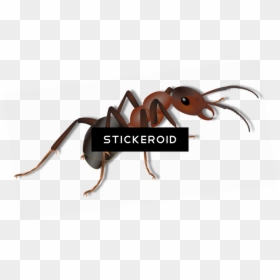 Ant Ants Clipart , Png Download - Ant, Transparent Png - ant clipart png