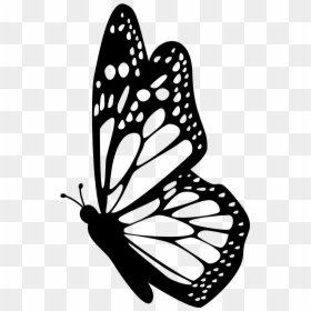 Interesting Facts About Butterflies - Butterfly Black And White Png, Transparent Png - butterfly clipart png black and white