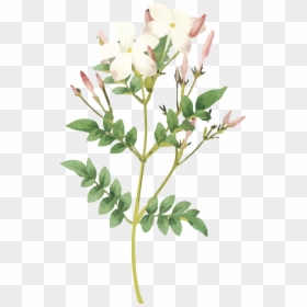 White Pink Flower - Jasmine Flower Print, HD Png Download - pink flower emoji png