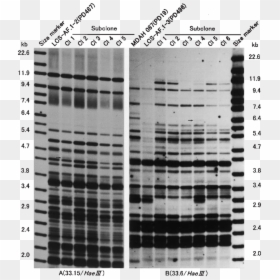 Dna Fingerprint Cell Line, HD Png Download - immortal png