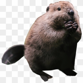 Transparent Beaver Png, Png Download - beaver dam png