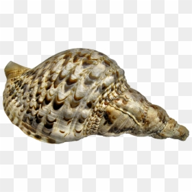 Sea Snail, HD Png Download - caracol png