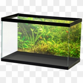 Fresh Greenplants, HD Png Download - underwater plants png