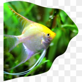 Coral Reef Fish, HD Png Download - underwater plants png