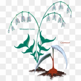 Underwater Plants Png, Transparent Png - underwater plants png