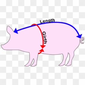 How To Measure A Pig - Measure Pig Weight, HD Png Download - pig icon png