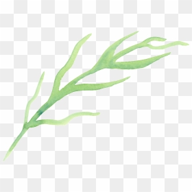 This Graphics Is Cartoon Transparent For Origami Seaweed - Illustration, HD Png Download - sea weed png